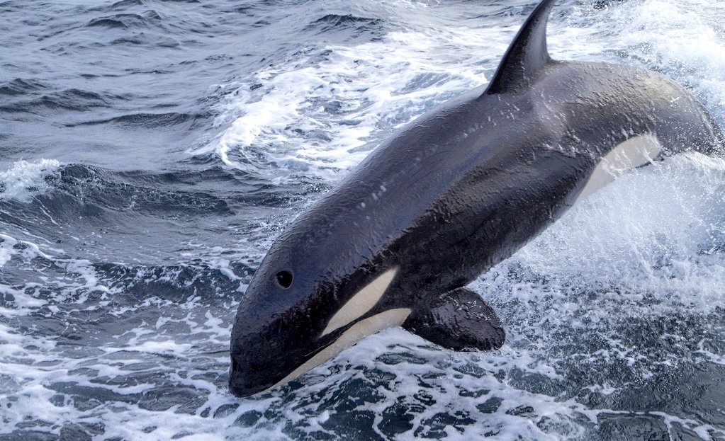 orcas mar
